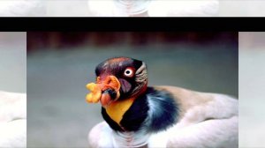 Shinnobu - Divine Ascension