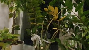 Родной язык