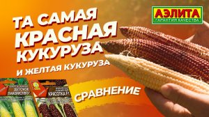 Та самая КРАСНАЯ КУКУРУЗА КРАСОТКА F1 и желтая кукуруза: сравнение.