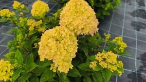 Питомник растений "Флора" 🌿 Новосибирск сентябрь 2025 г.