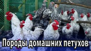 Породы домашних петухов