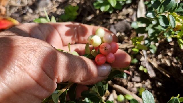 Брусника и клюква садовые-мои царицы! смотреть онлайн