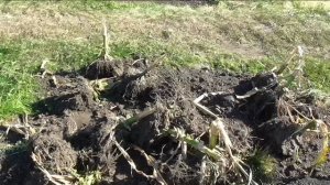 Стебли и корни кукурузы убираю с участка