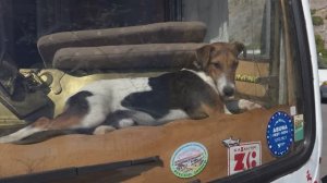 Этюд с собакой-путешественницей в Симеизе