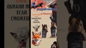 Лисичка и кинолог.