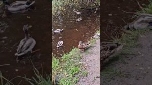 Кормление уточек и селезней на осеннем пруду. Звуки доносятся со стрельбища.