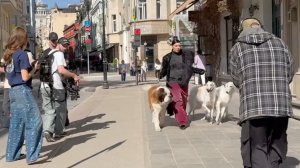Съёмка музыкального клипа певицы Ёлки на Патриках, Москва.