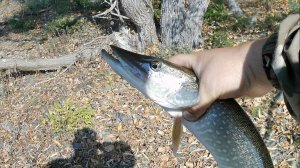 Ловля щуки на Оби. Воблер. Рыбалка выходного дня