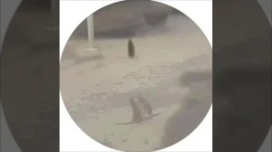 Спаринг рататуев