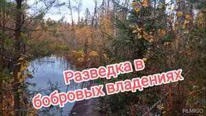 Разведка в бобровых владениях.