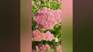 20250922_170909466.mp4