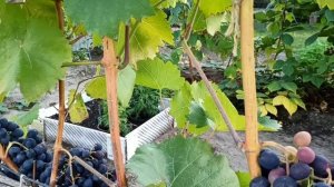💁 Конец СЕНТЯБРЯ если лоза не вызрела СРОЧНО сделайте это 🍇🍇🍇
