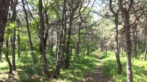 СОСНОВЫЙ ЛЕС В Г.КАМЕНСК-ШАХТИНСКОМ МКР.ЛИХОВСКОМ