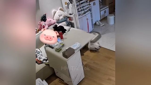 Смешные животные, часть 39