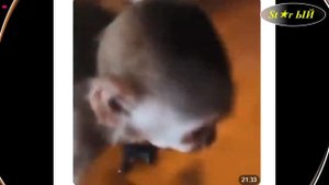 Озверевшие люди. Дружба человека и льва.