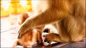 Тип доверительно-открытого взаимодействия макаки ...   1000034304.mp4