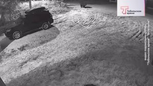 МЕДВЕДЬ В ГОРОДЕ