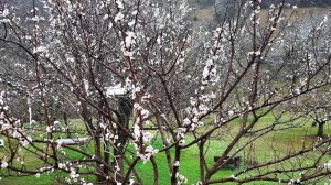 Цветение раннее в марте.