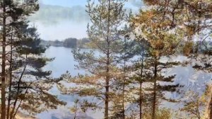 ЗверЪ проехал ТверЬ - Конаково. 18.09.2024