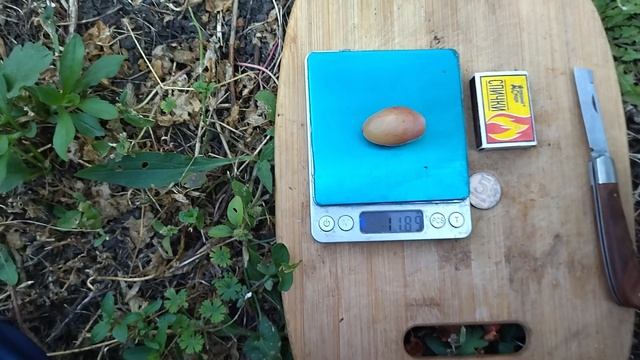 Гф Софина селекции Щереденкова В. А с очень хорошим вкусом.