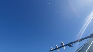 22.09.25 г. Андижанская порода голубей (4)