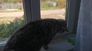 Кот и бабочка