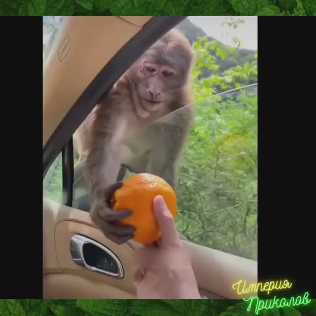 Сборник №62. Веселые моменты из обычной жизни!