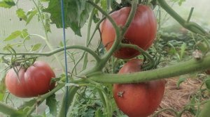 Видеообзор томата "Чёрное сердце Америки" 🤓🍅