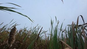 Охота на утку 20.09.25 Только стрельба.