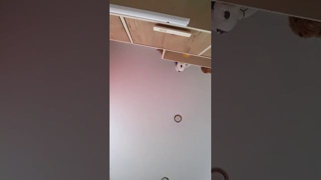 нсгснсмн