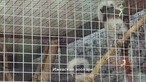 Ижевский зоопарк. Лето 2024 года
