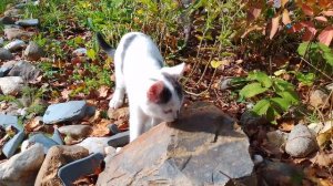 Осень ещё радует.