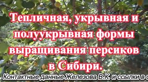 Тепличная, укрывная и полуукрывная формы выращивания персиков в Сибири.