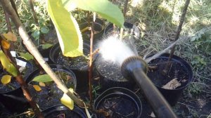 Помощь родителям: полив саженцев ЗКС