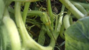 Несмотря на осень (конец сентября) тыква сорта "Улыбка" завязала нового малыша