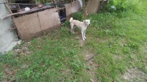 Чем опасны филиппинские собаки?