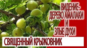 Видение - дерево Амалаки и злые духи, величие священного Крыжовника