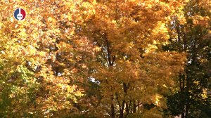 Золотая осень в Новоуральске