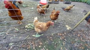 Ремонт голландской печи ) жизнь в деревне 🤩