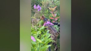 «Путешествие кота Василия во сне»