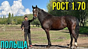 ЧОҢ БЫШТЫ БАЙТАЛ ЧЫКТЫ  #байтв