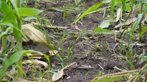 Сезон охоты