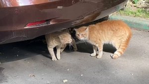 Спели дуэтом