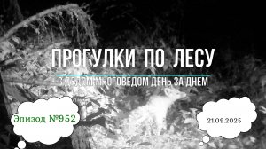 Прогулки по лесу. День за днем с дедом Многоведом. 21 сентября 2025г. Эпизод 952.
