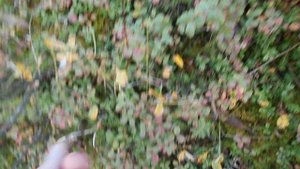 В тундре 10.09.2025 100