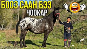 ЧООКАР БЭЭ КЕМ ЧЫГАТ| СУРАГАН КӨП #байтв