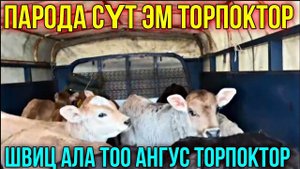 СҮТ ЭМ ТОРПОКТОР ЖОЛГО ЧЫКТЫ КИМ СУРАДЫ ЭЛЕ  #байтв