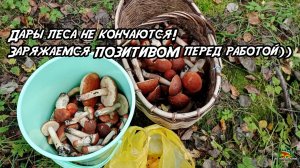 Дары леса не кончаются! Заряжаемся ПОЗИТИВОМ перед работой)) 22.09.25