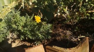 Антемис - золотая ромашка. Идеальное растение для Крыма