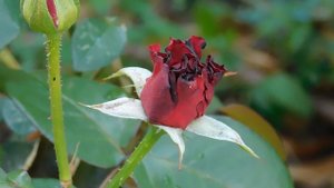 21..09..2025  кмр   (36)